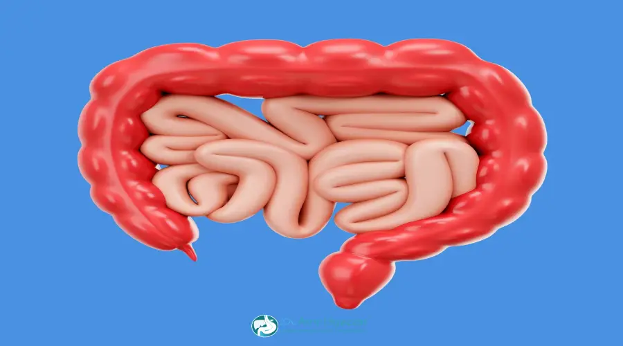 تجربتي مع منظار القولون
